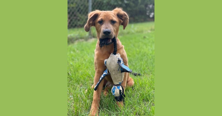 Photo of Ranger, an American Pit Bull Terrier, Bullmastiff, Australian Cattle Dog, and Treeing Walker Coonhound mix in Beaumont, Texas, USA