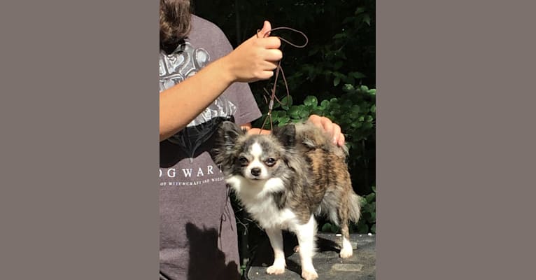 Fifi, a Chihuahua tested with EmbarkVet.com