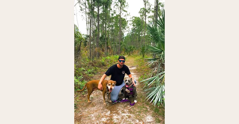 Photo of Ariel, an American Bully  in Port St. Lucie, Florida, USA
