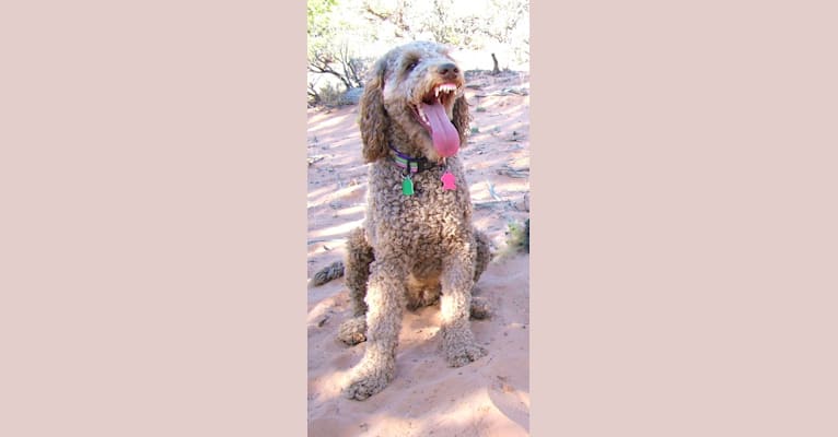 Maggie Sue, a Poodle (Standard) and Poodle (Small) mix tested with EmbarkVet.com