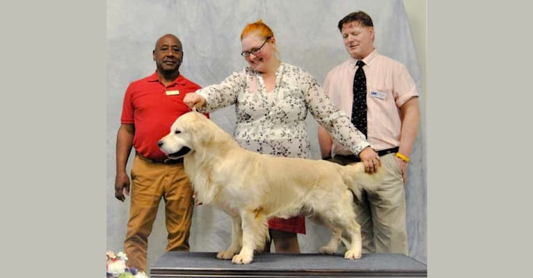 Luke, a Golden Retriever tested with EmbarkVet.com