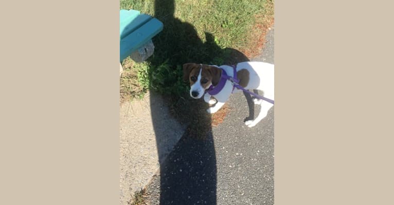 Photo of Sadie, a Beagle, Boston Terrier, Dachshund, and Mixed mix in Tennessee, USA