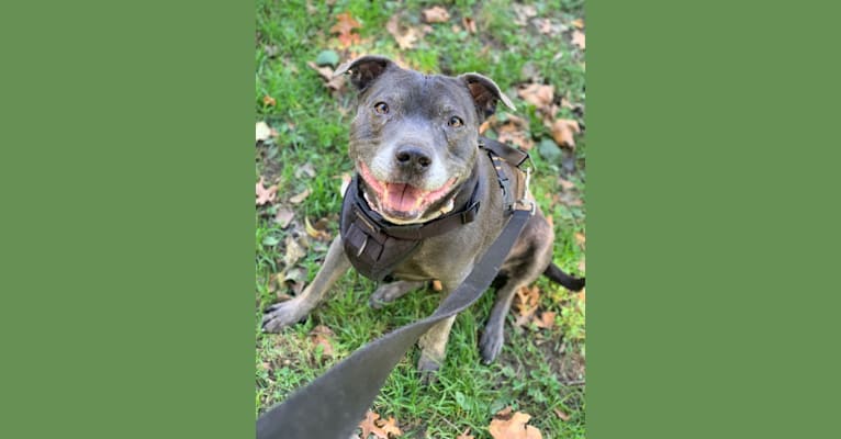 Photo of Rosie, a Staffordshire Bull Terrier  in Forney, TX, USA