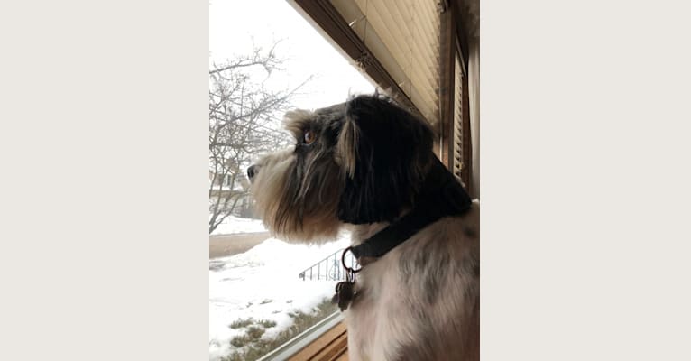 Photo of Schnappsie, a Cavalier King Charles Spaniel and Miniature Schnauzer mix in Frankford, MO, USA
