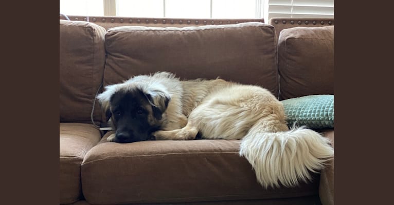 Photo of Franklyn, an Anatolian Shepherd Dog and Great Pyrenees mix in Colorado, USA