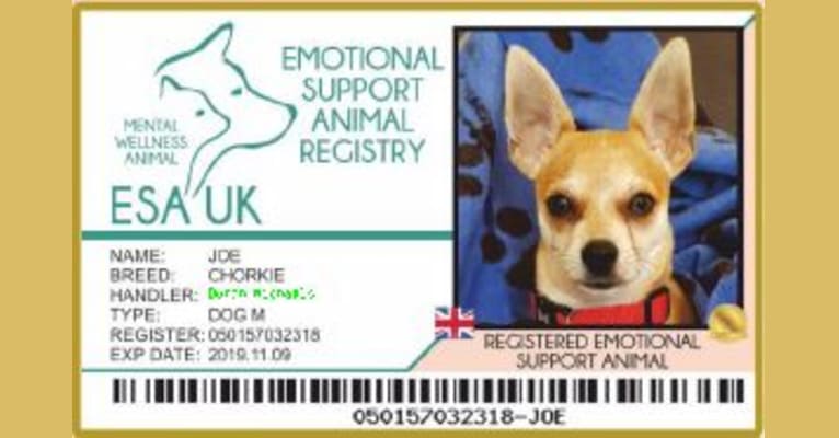 Photo of JOE, a Chihuahua and Yorkshire Terrier mix in Chesterfield, England, United Kingdom