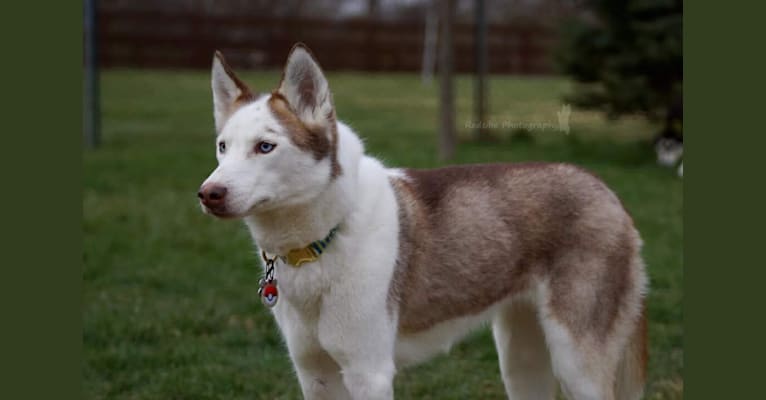 Sophie, a Siberian Husky tested with EmbarkVet.com