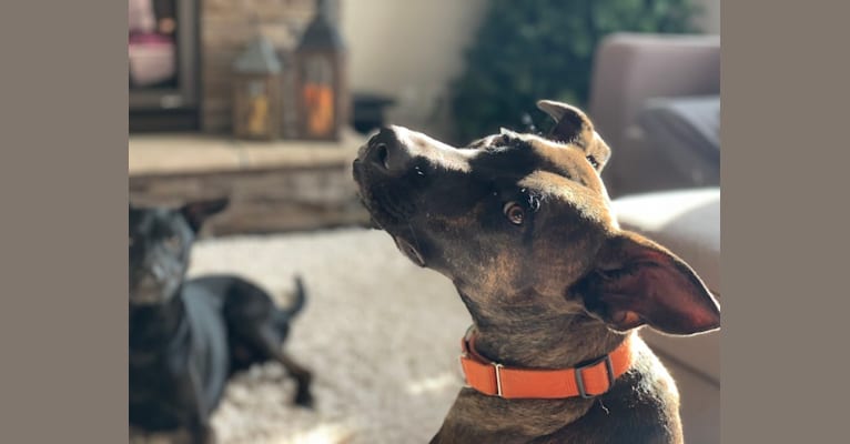 Samson, a Staffordshire Terrier and Border Collie mix tested with EmbarkVet.com