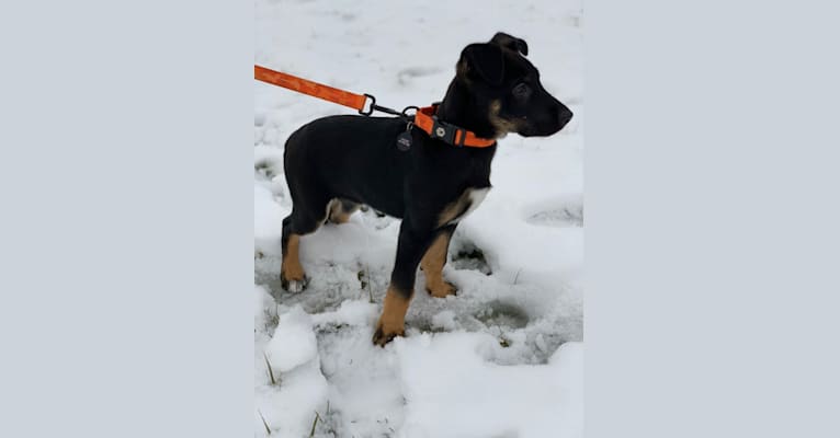 Goose, a German Shepherd Dog and Boxer mix tested with EmbarkVet.com