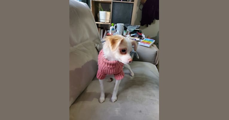 Mochi, a Chihuahua and Pekingese mix tested with EmbarkVet.com