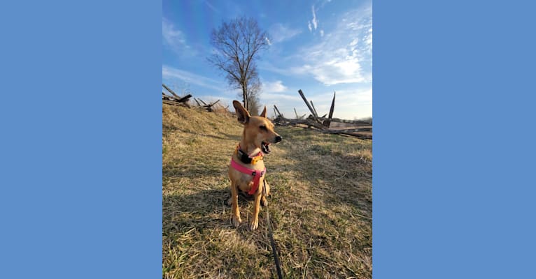 Photo of Aeriel, a Chihuahua, Miniature Pinscher, and Dachshund mix in Falling Waters, West Virginia, USA