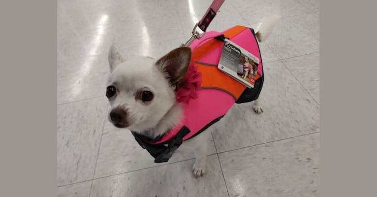 Photo of Hannah Joy, a Chihuahua, Papillon, and Poodle (Small) mix in Minnesota, USA