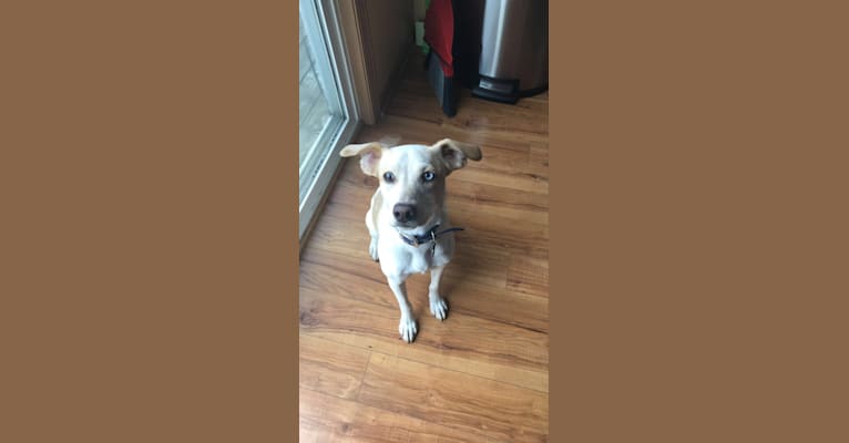 Photo of Blueberry, a Russell-type Terrier, Chihuahua, Bullmastiff, Border Collie, Beagle, and Mixed mix in Oran, Missouri, USA