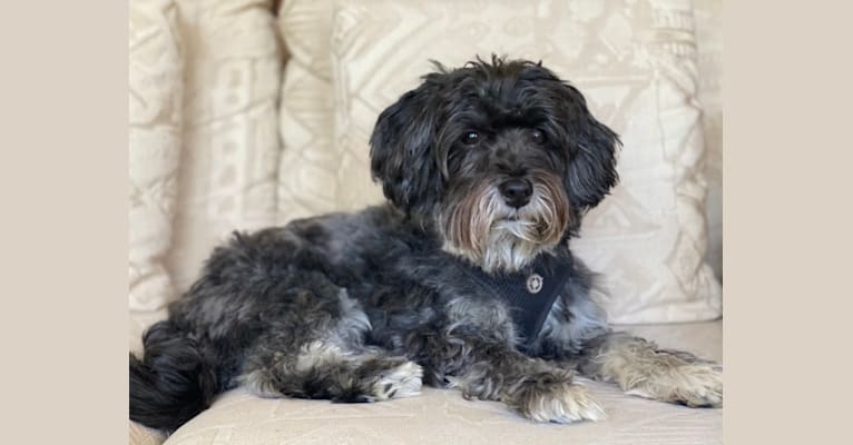 Papa Quinn, a Havanese and Lhasa Apso mix tested with EmbarkVet.com