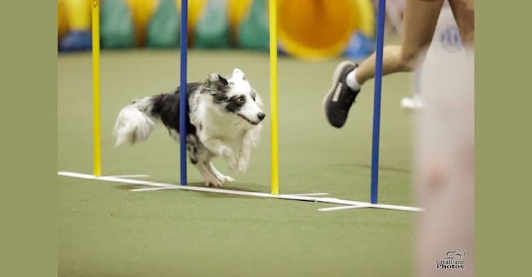 Joey, a Border Collie tested with EmbarkVet.com