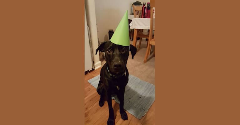 Yogi, a Labrador Retriever and Staffordshire Terrier mix tested with EmbarkVet.com