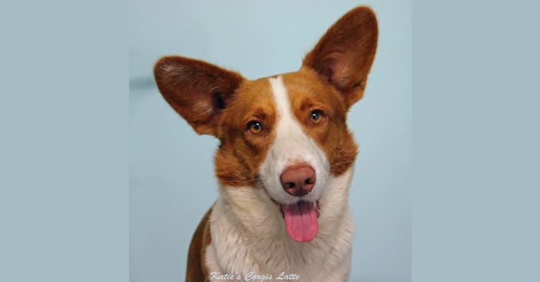 Photo of Latte, a Cardigan Welsh Corgi  in Moscow, Russia