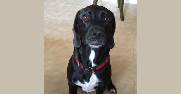 Bolt, a Labrador Retriever and Beagle mix tested with EmbarkVet.com