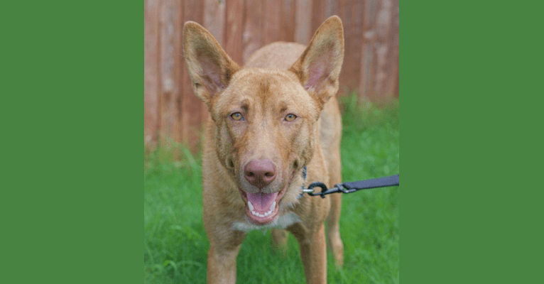 Photo of Scooby, a   in Fort Worth, Texas, USA