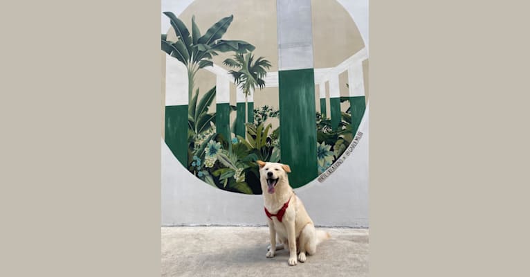 Gum Juu, a Hong Kong Village Dog tested with EmbarkVet.com