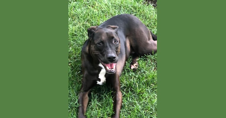 Axel, a Staffordshire Terrier and Rottweiler mix tested with EmbarkVet.com