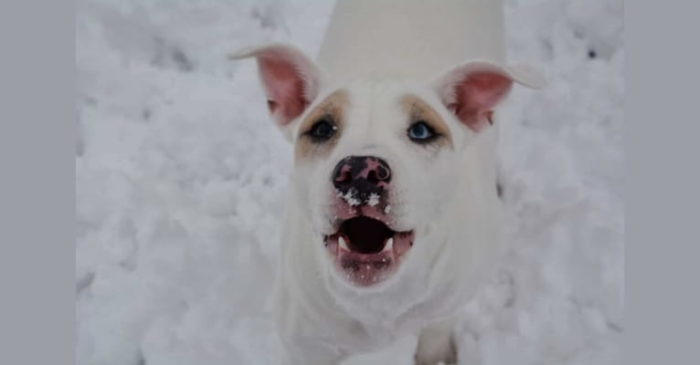 Photo of Aurora(Rory), an American Pit Bull Terrier, Australian Shepherd, and Boxer mix in Cincinnati, Ohio, USA
