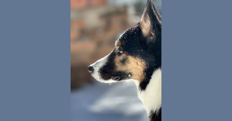 Charlie, an Australian Shepherd and Siberian Husky mix tested with EmbarkVet.com