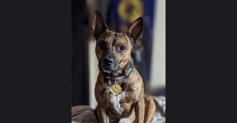 Scooby, an American Pit Bull Terrier and Australian Cattle Dog mix tested with EmbarkVet.com