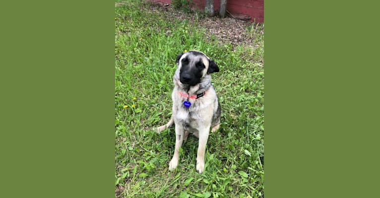 Morris, an Akita and Bichon Frise mix tested with EmbarkVet.com