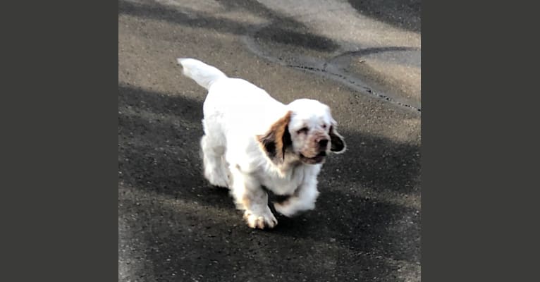 Photo of Daisy, a Clumber Spaniel  in Bloomington, IN, USA