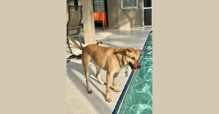 Luna, a Doberman Pinscher and Boston Terrier mix tested with EmbarkVet.com