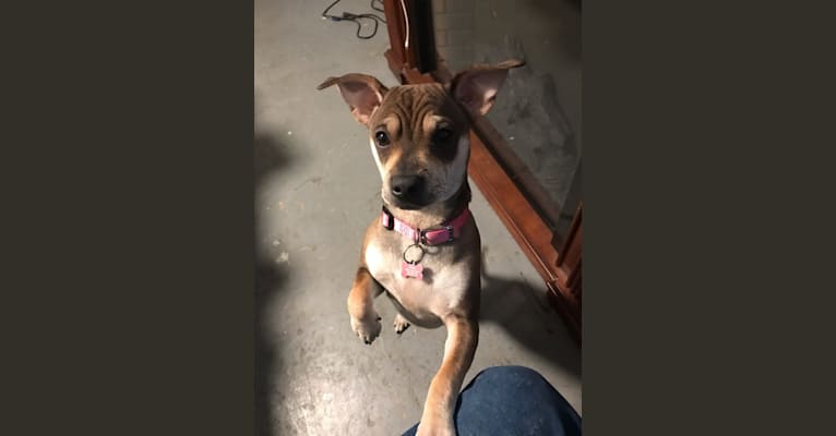 Photo of Coco, a Chihuahua, Miniature Schnauzer, Australian Cattle Dog, and Mixed mix in Texas, USA