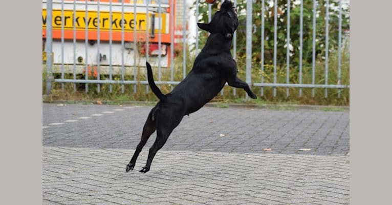 Photo of Easting Beauty Guess Girl, a Staffordshire Bull Terrier  in The Netherlands