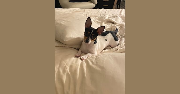 Pico, a Danish-Swedish Farmdog and Chihuahua mix tested with EmbarkVet.com