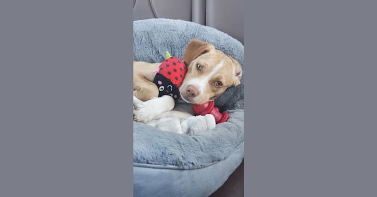 Photo of Lyra, a Chihuahua, Poodle (Small), American Pit Bull Terrier, and Mixed mix in San Diego, California, USA