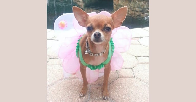 Chichi, a Chihuahua (13.9% unresolved) tested with EmbarkVet.com