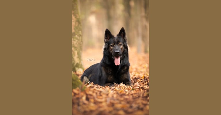 Farix, a German Shepherd Dog tested with EmbarkVet.com