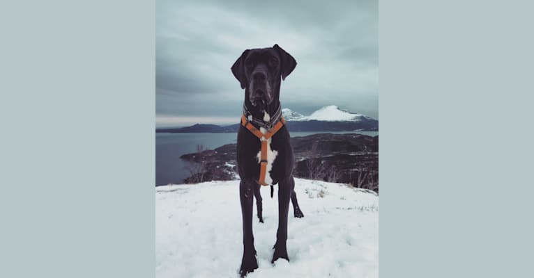 Kevin, a Great Dane tested with EmbarkVet.com