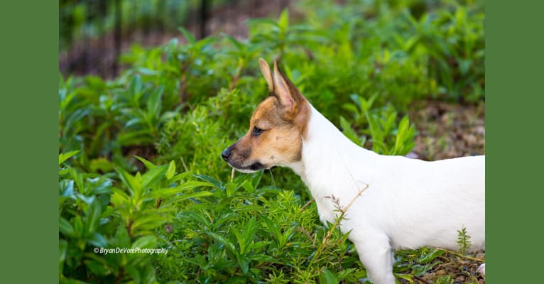 Photo of Tooey, a Chihuahua, Rat Terrier, Pomeranian, and Mixed mix in Honolulu, Hawaii, USA