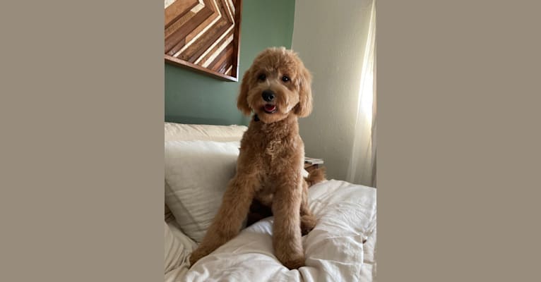 Milo, a Goldendoodle tested with EmbarkVet.com