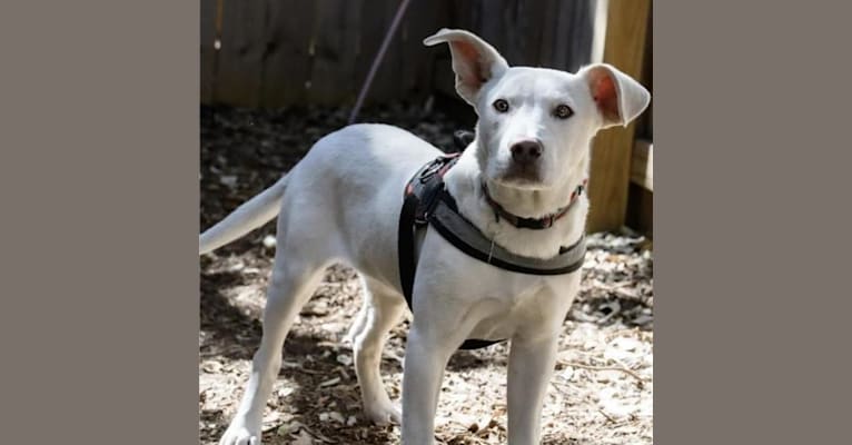 Ham, an American Bully and Dalmatian mix tested with EmbarkVet.com