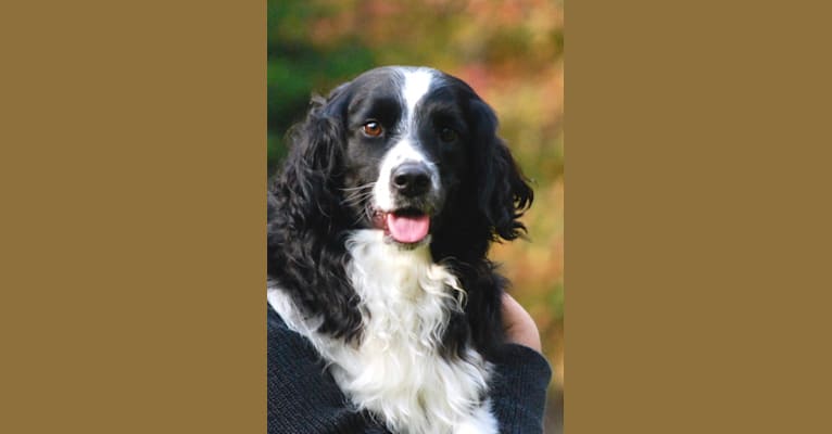 Pepé le Pew, a Miniature/MAS-type Australian Shepherd and English Springer Spaniel mix tested with EmbarkVet.com