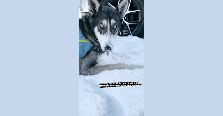 Kodiak, a Siberian Husky and German Shepherd Dog mix tested with EmbarkVet.com