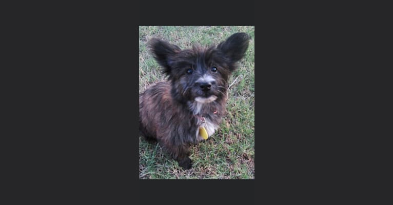 Photo of idabel gypsy, a West Highland White Terrier, Chihuahua, and Dachshund mix in Yukon, Oklahoma, USA