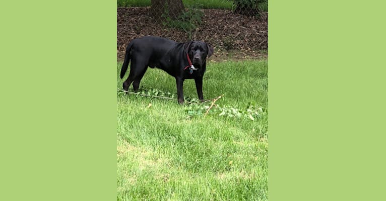 Sam, a Labrador Retriever and American Pit Bull Terrier mix tested with EmbarkVet.com