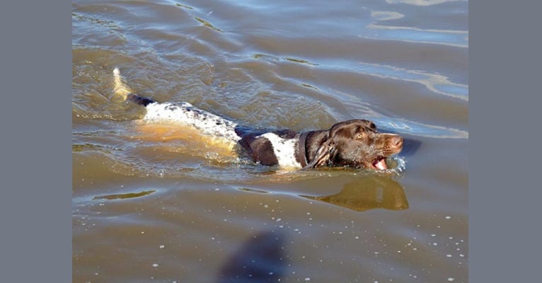 Photo of Crixus, a German Shorthaired Pointer and Alaskan-type Husky mix in Uleybury SA, Australia