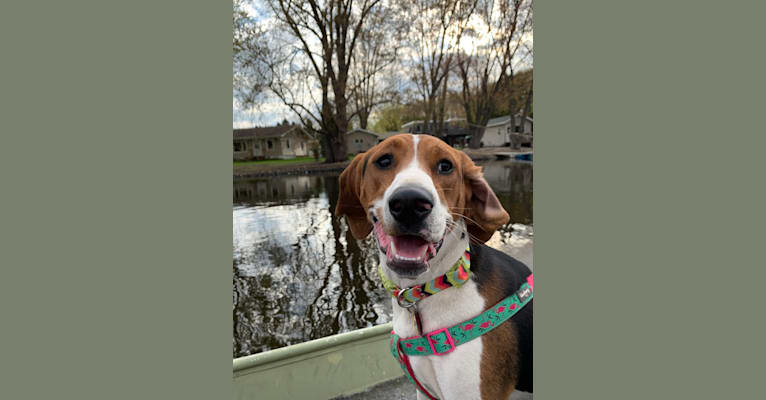 Luna, a Treeing Walker Coonhound tested with EmbarkVet.com