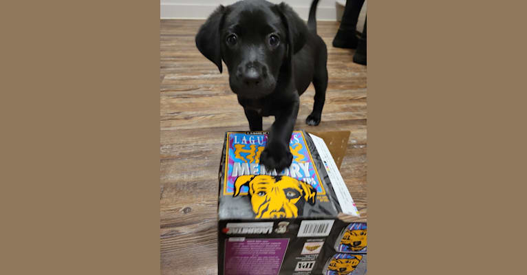 Starker, a Labrador Retriever and American English Coonhound mix tested with EmbarkVet.com