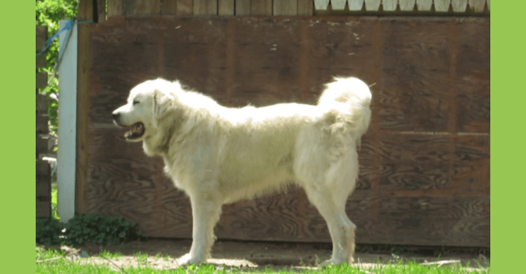 Photo of Moose, a Great Pyrenees  in Virginia, USA