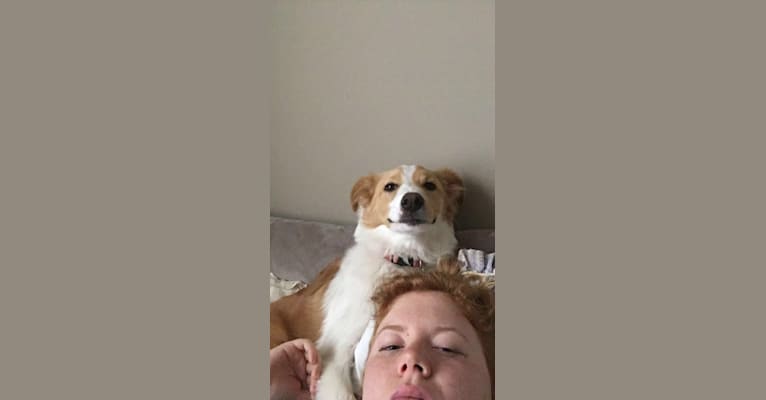 Margaux, a Great Pyrenees and Labrador Retriever mix tested with EmbarkVet.com